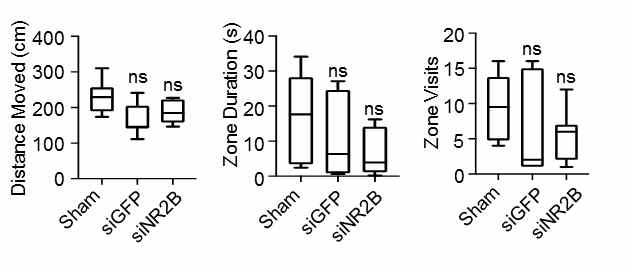 NR2B-knockdown by intranasally-delivered RVG9RC/siNR2B nanocomplexes did not influence cognitive function.Open field test of RVG9RC/siNR2B treated mice. Cumulative data for distance moved (left panel), zone duration (middle panel) and zone visits (right panel) were shown as median SEM and obtained from eight individual animals per group