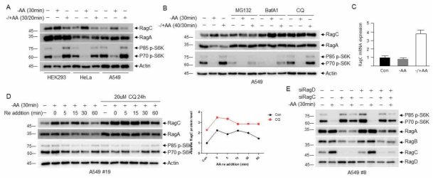 아미노산 농도 변화에 따른 RagC 발현 조절. (A) HEK293, HeLa, A549 세포에서 아미노산 농도 의존적 RagC 발현 변화. (B) RagC lysosomal degradation 가능성. (C) RagC transcription 변화. (D) 아미노산 농도 증가에 따른 RagC 발현 변화 추이. (E) RagC와 RagD의 기능적 연관성