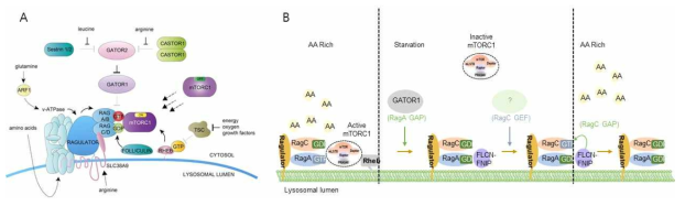 Amino acid-dependent role of Rag GTPase in the activation of mTORC1