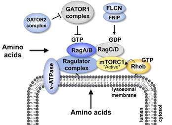 Rag heterodimer에 의한 lysosome 으로 mTOR 복합체 recruitment