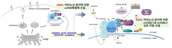 연구 개요. (Left) 아미노산 센서 GATOR1 복합체에 의해 mTOR 복합체, 아미노산 수송 단백질 이동 조절 모식도. AIM1: 아미노산 센서 GATOR1이 RagC GTPase를 통해 mTOR 복합체 활성 조절하는 기전연구. AIM2: 아미노산 농도에 반응하여 mTORC1 활성이 조절되는 과정에서 RagC를 매개로 한 mTORC1과 mTORC2 상호 작용 연구. 위의 과정들을 종합하여 암세포에서 특이적으로 아미노산 농도에 적응하는 metabolic adaptation 기전 규명