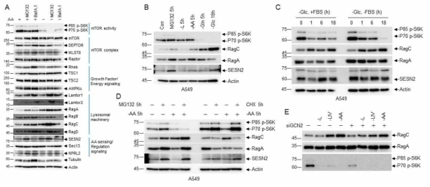 아미노산 결핍 조건에서 RagC 발현 증가 (A) 정상 배양 조건과 아미노산 결핍 조건에서 mTOR complex, mTOR activity, energy signaling, lysosomal machinery 관련 단백질의 변화. (B) 아미노산, 글루타민, 포도당 결핍 조건에서 RagC 발현 증가. (C) 포도당과 serum 유무 조건에서 RagC 발현 변화. (D) proteasomal degradation block과 세포 내 아미노산 농도 증가 (CHX) 조건에서 RagC 발현양과 mTORC1 activity 상관 관계. (E) 아미노산 결핍 종류에 따른 RagC 발현 양 변화 분석