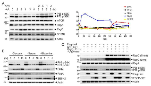 RagC 발현 조절 다이내믹스. (A) 아미노산 결핍 조건에서 RagC 발현 양상과 아미노산을 다시 공급하였을 때 RagC 발현양 변화. (B) Glucose, serum, glutamine starvation 조건에서 시간대별 RagC 발현 양 분석. (C) RagC 3-UTR을 통한 trnaslational control에 의한 RagC 발현양 조절 가능성 분석