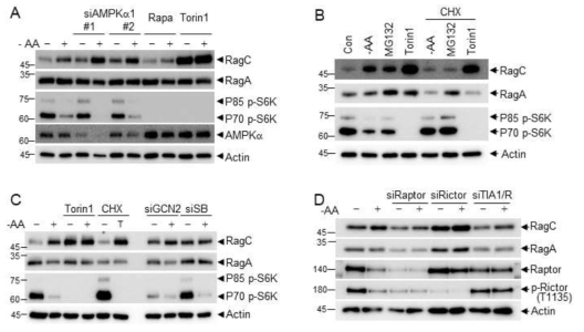 RagC를 매개로한 mTORC1과 mTORC2의 기능적 상호 작용. (A) RagC 발현 조절에 AMPK, mTORC1, mTORC2가 미치는 영향. (B) RagC 발현 조절에 mTORC1, mTORC2와 더불어 세포 내 아미노산 농도가 미치는 영향. (C) RagC 발현 조절에 ER stress, RNA binding protein이 미치는 영향. (D) RagC 발현 조절에 mTORC1, mTORC2, TIA1이 미치는 영향
