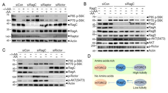 (A) 아미노산 결핌 조건과 아미노산을 재공급하였을 때 RagC 발현 조절. (B) 아미노산 신호전달 과정에서 RagC의 기능 분석. (C) 아미노산 신호전달 과정에서 RagC reconstitution을 통한 RagC 기능 확인. (D) 아미노산이 풍부한 조건과 결핍된 조건에서 RagC를 매개로한 mTORC1과 mTORC2 조절에 관한 working model