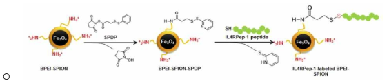 IL-4R 표적형 Bcl-xL siRNA 나노복합체 합성 과정