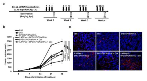 IL-4R 표적형 Bcl-xL siRNA에 의한 종양 성장 억제 효과