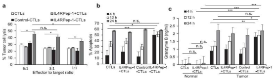 암 표적형 CTLs의 암세포 대한 effector 반응