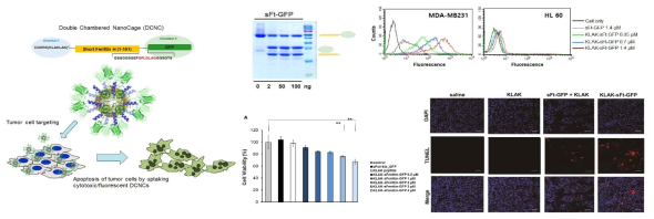 세포 사멸 펩타이드 (KLAKLAK2)와 형광 단백질을 탑재한 이중방 나노 케이지. (A) MMP2 효소에 의한 잘림 기증성 (B) 암세포 특이 형광표지 (C) 유방암 세포 사멸 (D) 동물 유방암 모델의 암조직 사멸을 검증함