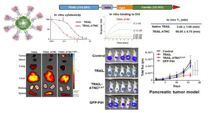 TRAIL-trimer와 암표적 펩타이드를 디스플레이한 페리틴 나노 단백질을 개발함. in vitro 사멸효과, TRAIL 수용체 (Dr5)와의 결합력, 혈액내 안정성, 암표적성이 TRAIL단독보다 증대하였고 췌장암 모델에서 항암효과를 나타냄