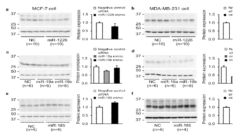 유방암 세포주 (MCF-7과 MDA-MB-231)에 후보 miRNAs mimic을 주입 후 AQP5 단백 발현 변화