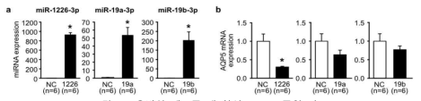 유방암 세포주 내 합성 mRNA 주입 시, miRNA 양적 변화와 그에 따른 AQP5 mRNA 발현 변화