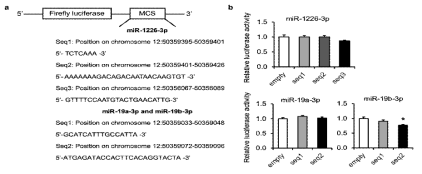 AQP5 3’-UTR와 miRNA의 결합 확인