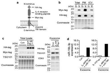 HEK293T 세포에서 IL-4 수용체 결합 펩타이드 발현 및 HEK293T 세포 유래 exosome에서 IL-4 수용체 결합 펩타이드와 miR-19b의 발현 확인