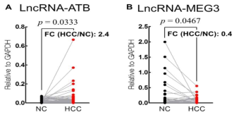 LncRNA-ATB, LncRNA-MEG3의 발현차이