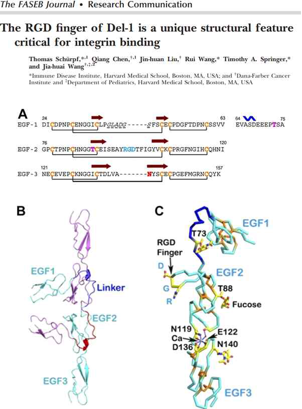 Del-1 단백질의 EGF domains 내 glycosylation 위치 (Wang et al에서 전재함)