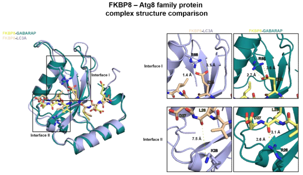 FKBP8-LC3A/GABARAP 단백질 구조 비교 분석 결과