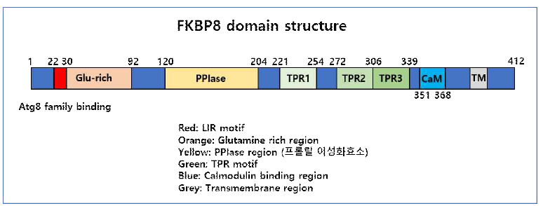 FKBP8 단백질의 기능을 가늠할 수 있는 일차구조 분석 결과를 보여주는 모식도
