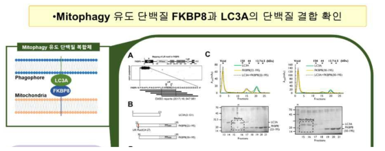 FKBP8과 LC3A 단백질의 결합을 보여주는 크로마토그래피 결과