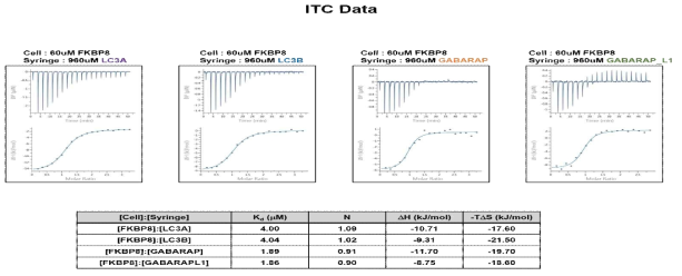 FKBP8 단백질과 ATG8 패밀리 단백질들과의 결합력 분석, ITC 데이터