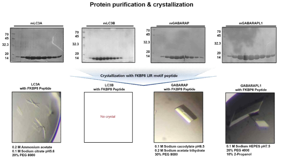 FKBP8 펩타이드가 결합된 ATG8 패밀리 단백질의 결정화 실험 결과