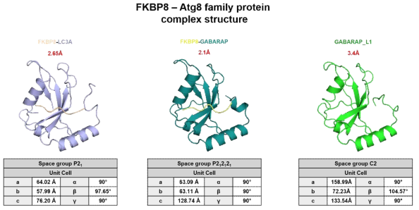 FKBP-ATG8 패밀리 단백질 복합체 3차원 구조