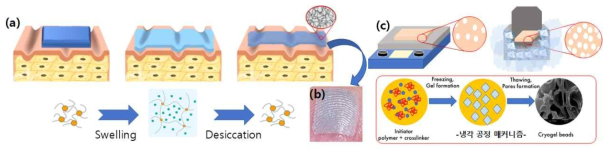 (a) 젤라틴/히알루론산-탄소 나노튜브의 고체화-팽윤-고체화 기반 자가 구조 재형상 메커니즘, (b) 자가 구조 재형상 기반의 박막 피부 부착 사전 연구결과 (c) 열처리 공정과 급속 냉각 공정에 의해 전도성 나노 복합 바이오 소재의 피부 통기성을 확보할 수 있는 기공도 및 팽윤도 제어 최적화 연구