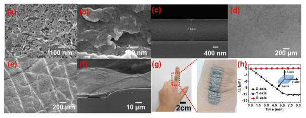 온도에 따른 유도 단백질 박막의 기공도 차이 (a) 급속 냉각, (b) 열, 공정에 따라 형성되는 유도 단백질 박막 표면, 자가 구조 재형상이 가능한 유도 단백질 박막의 SEM image (c) 측면, 자가 구조 재형상이 가능한 유도 단백질 박막의 형태 변화 전 SEM image, 피부 표면에 부착한 후 구조가 변화된 유도 단백질 박막의 e) 표면 변화 (f) 측면 변화 SEM image, (g) 자가 구조 재형상을 통해 피부 표피 구조에 따라 변형된 유도 단백질과 피부와의 완전흡착된 결과를 보여주는 optical image, (h) 유도 단백질 박막의 시간에 따른 수직 (Z-axis), 수평(Y-axis, X-axis) 방향의 길이 변화를 나타낸 그래프