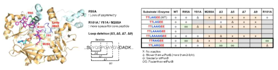 활성부위 변이체의 기질 특이성 변화 분석