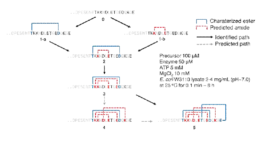 모델 Group 7 OEP의 반응순서 및 고리 연결성 분석