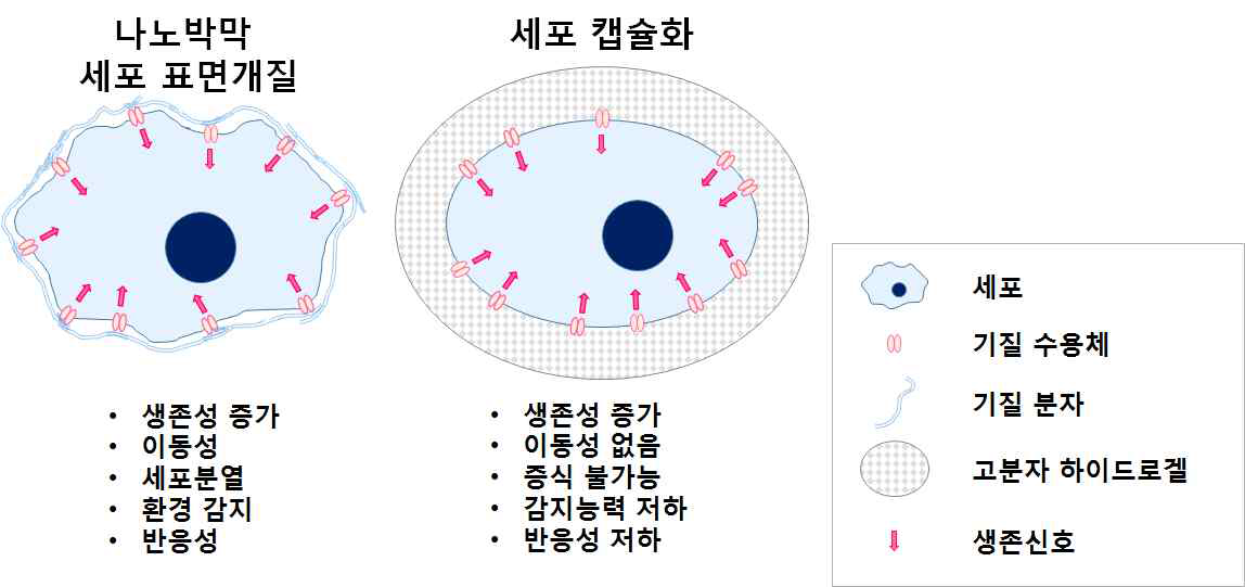 나노두께의 세포 표면개질과 세포캡슐화 기술간의 차이점 비교. 세포 표면개질은 세포의 생존성을 향상시키는 점은 같으나, 세포이동, 증식, 세포-환경간 소통, 외부 신호에 대한 세포의 반응이 나노수준 표면개질에서는 억제되지 않는다는 차이점이 있음. 나노 두께의 세포표면개질은 세포의 형태변화와 활성을 억제하지 않으면서, 세포표면 기질 수용체에 생화학적 신호만을 전달하여 생존성을 증가시키는 방법임