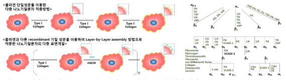 중배엽성 줄기세포 표면개질 방법에 따른 인테그린 활성화의 이에 대한 세포 활성 영향 변화 예측