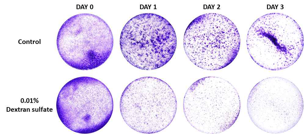 Dextran sulfate에 의한 세포 군집 형성 억제