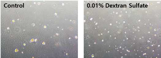 Dextran sulfate에 의한 세포군집형성 억제 결과