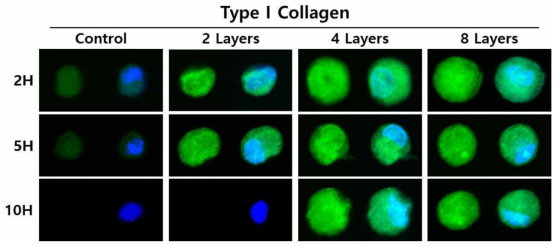 콜라겐 기반 세포 표면개질 후 박막 지속성 확인