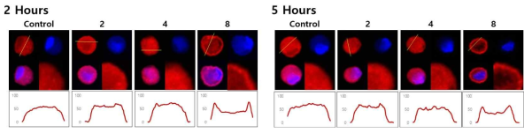 콜라겐 단일분자 기반 세포 표면개질 후 적층 수에 따른 actin cytoskeleton 형태 변화