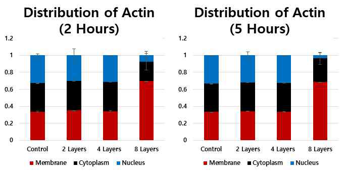 세포 표면개질 후 콜라겐 적층 정도에 따른 액틴분자의 분포 변화 비교