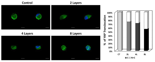 세포 표면개질 후 콜라겐 적층 정도에 따른 YAP 분포 변화