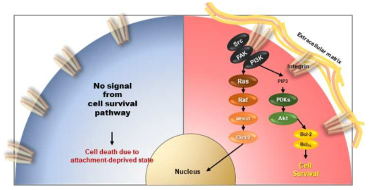 세포의 focal contact 상태에 따른 생존신호 전달 과정의 모식도