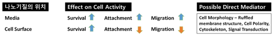 나노기질 분자의 조성에 따른 생화학적, 기계적 물성이 세포 활성에 미치는 영향