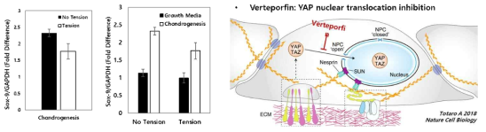 기계적 자극에 의한 연골분화 marker (Sox-9) 발현의 억제(좌) 및 YAP 단백질의 핵 편재 inhibitor인 verteporfin의 작용 모식도(우)