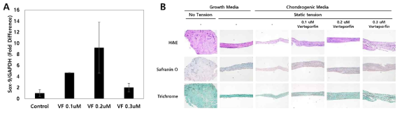 Verteporfin 처리 dose에 따른 Sox-9 발현 양상 변화(좌) 및 조직학적 분석(우)