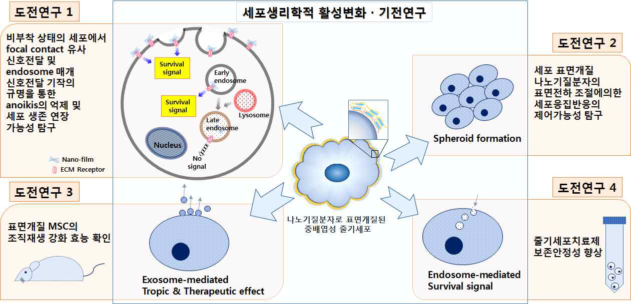 표면개질된 중배엽성 줄기세포의 세포생리학적 특성변화에 대한 기전규명을 바탕으로 하는 도전연구 내용