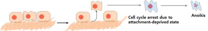 비부착상태의 세포는 기질 수용체의 비활성화로 인해 생존신호가 억제되어 세포사멸이 유도됨