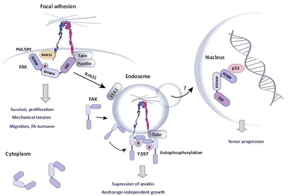 엔도좀을 통해 매개되는 인테그린-FAK 신호전달과정
