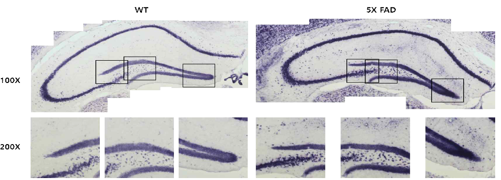 miR-K의 in situ hybridization