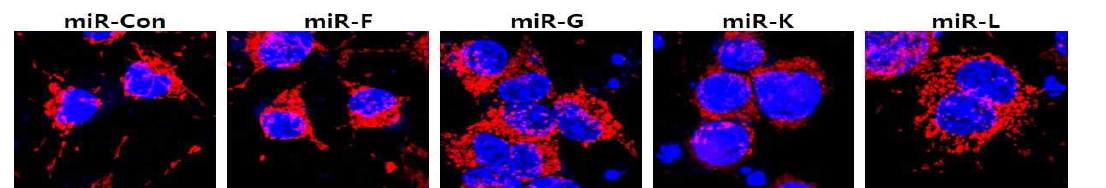 사멸 유도 miRNA들에 의한 mitochondrial fission 유도 관찰