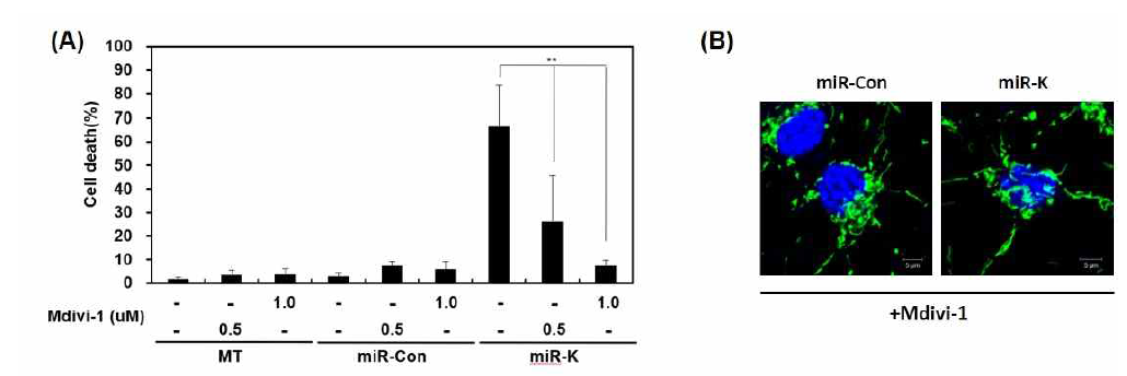 Mdivi-1에 의한 miRNA-K 유도 세포사멸 및 mitochondrial fission의 억제