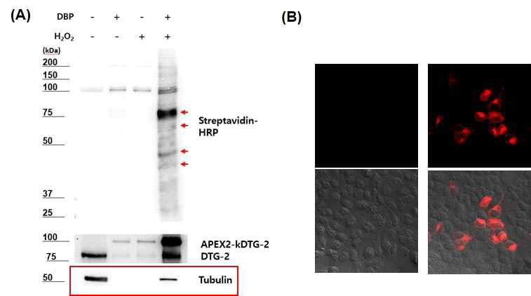 APEX2-kDTG-2의 biotinylation 확인