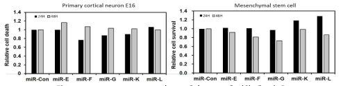 Primary cortical neuron과 MSC에서 miRNA에 의한 세포사 유도